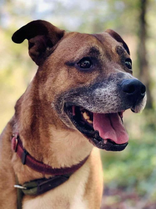 Roscoe, adoptable senior Boxer in Roswell, GA