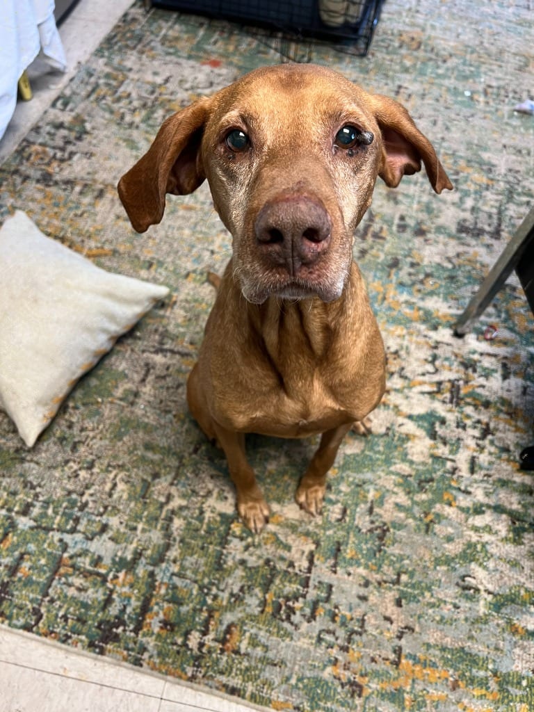 Photo of Mr. Boombastic, adoptable senior Vizsla in Chickamauga, Georgia