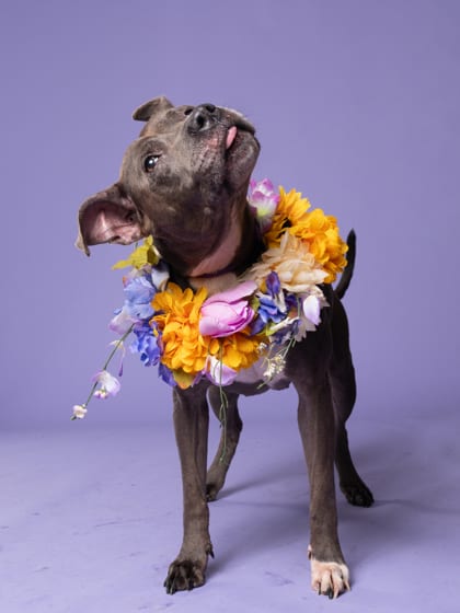 Photo of Sweet Girl, adoptable senior dog in Atlanta, Georgia
