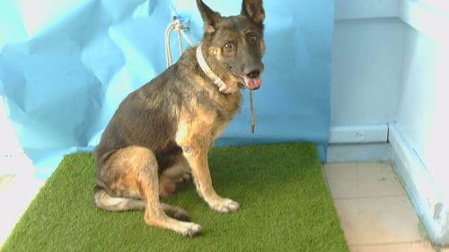 Photo of A5805128, adoptable senior German Shepherd Dog in Gardena, California