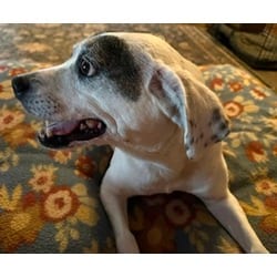 Photo of Holly, adoptable senior Terrier (Unknown Type, Medium) in Baton Rouge, Louisiana