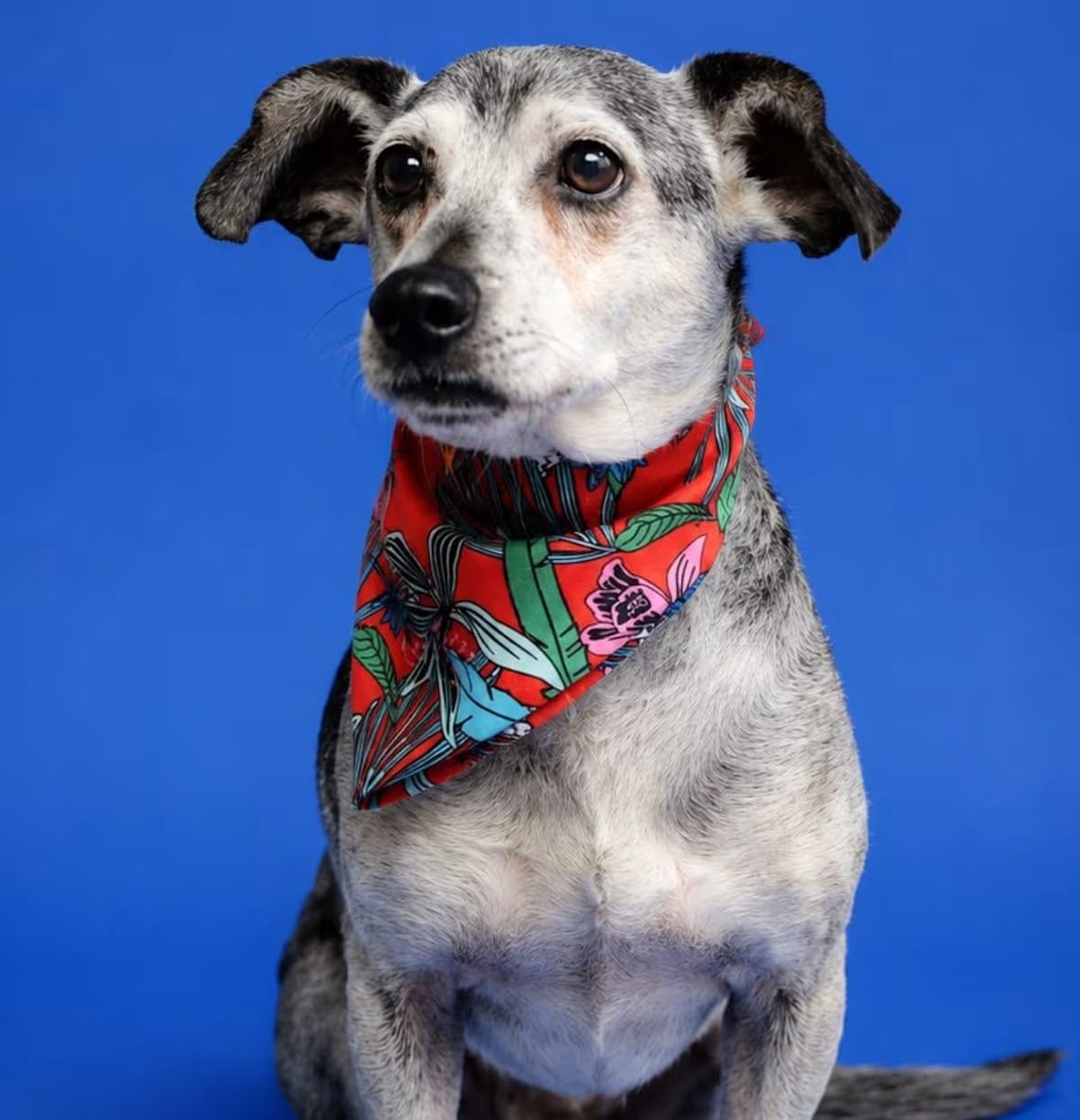 Photo of Duke, adoptable senior Beagle Dachshund in Rockville, Maryland