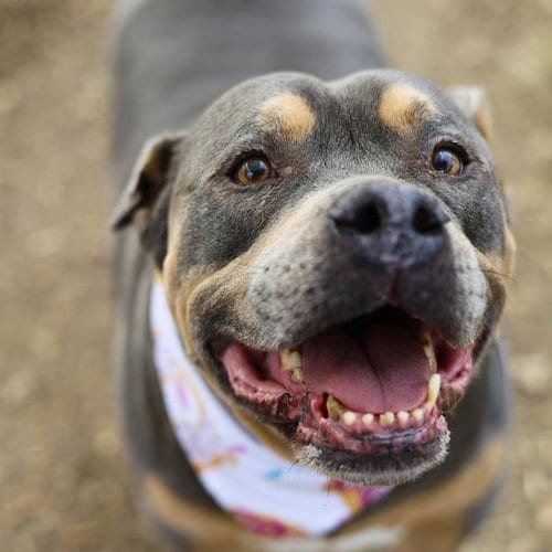 Photo of Ammo, adoptable senior Staffordshire Bull Terrier in San Antonio, Texas