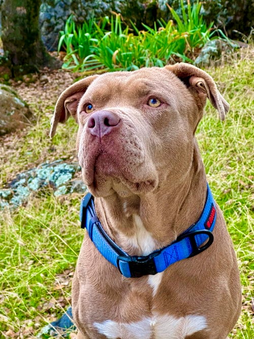 Photo of Tank, adoptable senior American Staffordshire Terrier in Berkeley, California