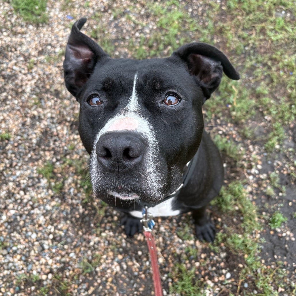 Photo of Jake, adoptable senior Terrier in West Des Moines, Iowa
