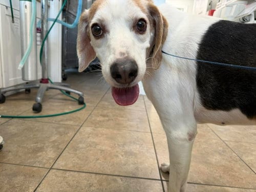 Photo of Charlie, adoptable senior Coonhound in Jacksonville, North Carolina