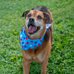 Photo of Twix JuM/AG, adoptable senior Rottweiler Shepherd (Unknown Type) in Richfield, Minnesota