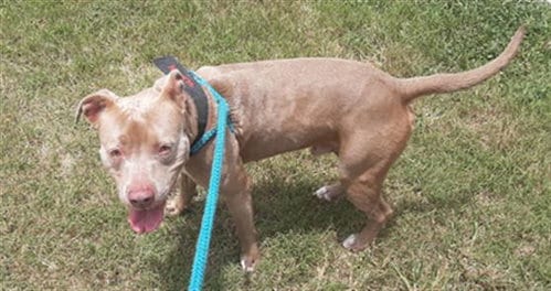 SPONGEBOB, adoptable senior American Pit Bull Terrier in Green Cove Springs, FL