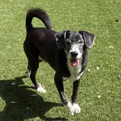 Photo of Pabo 9742, adoptable senior Mixed Breed (Medium) in Loxahatchee, Florida