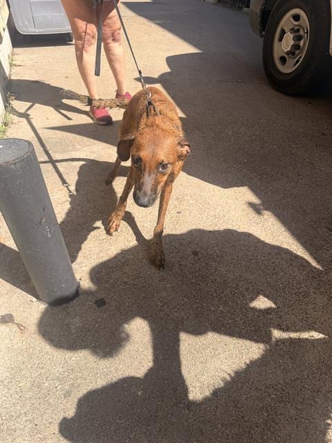 Photo of Baby Girl, adoptable senior Mixed Breed