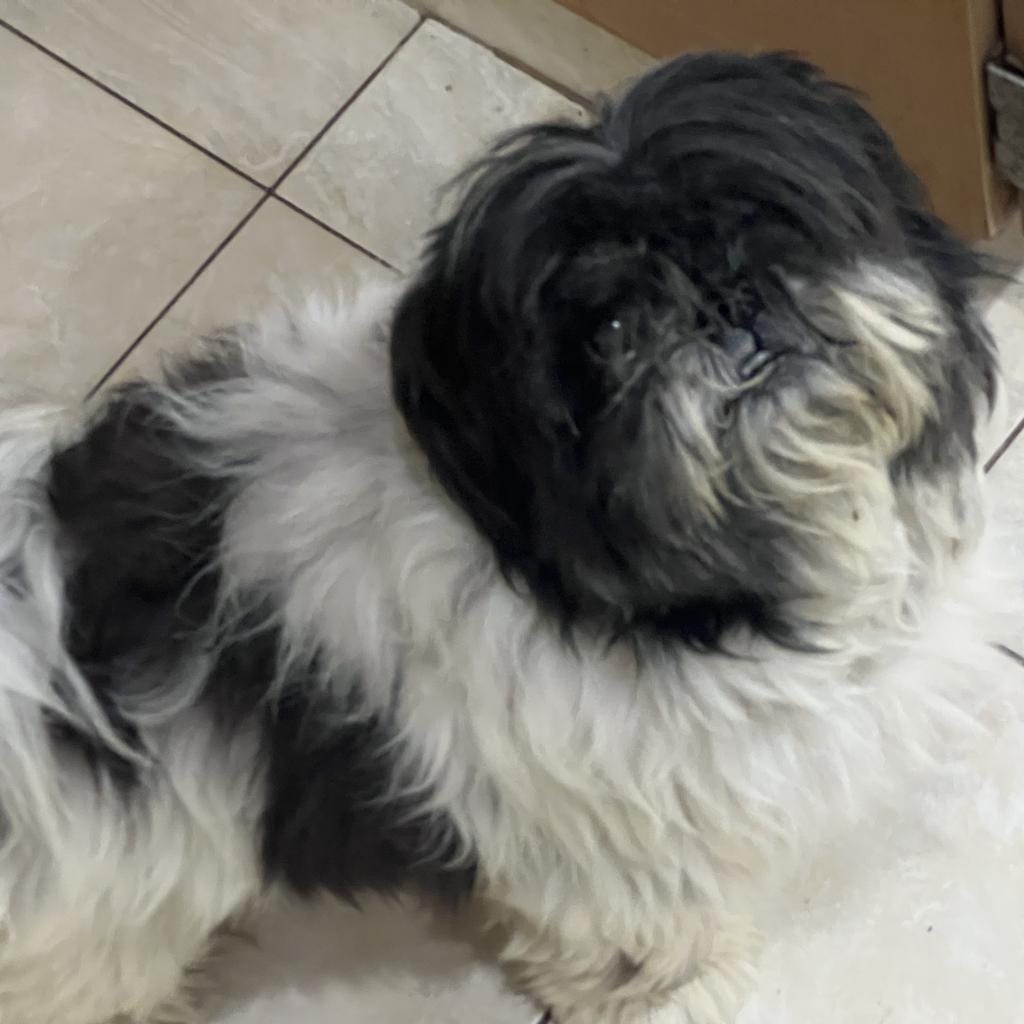 Photo of Mickey, adoptable senior Shih Tzu in St. Louis, Missouri
