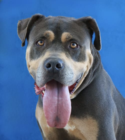 Photo of Sky, adoptable senior Pit Bull Terrier in Pasadena, California