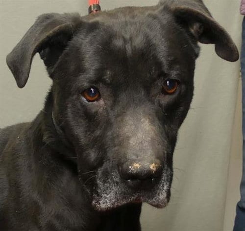 Photo of Sully, adoptable senior Labrador Retriever in Ukiah, California