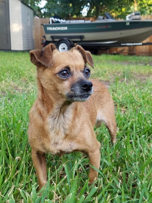 Keita, adoptable senior Dachshund in Missouri City, TX