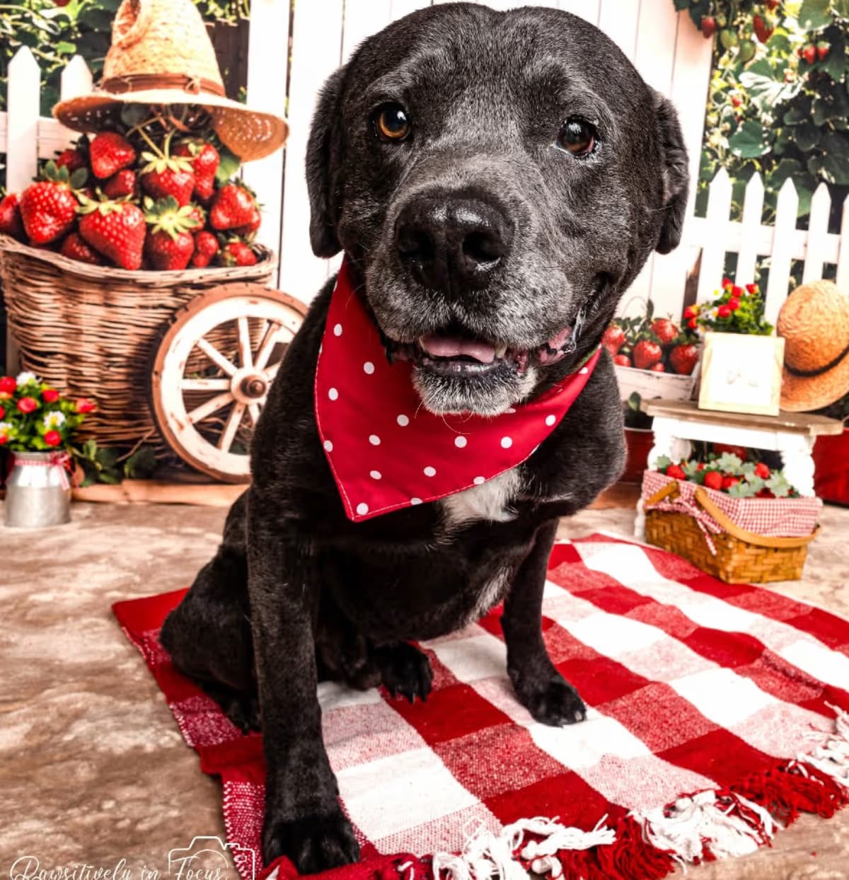 Photo of Cryo, adoptable senior Labrador Retriever Border Collie in Spring, Texas