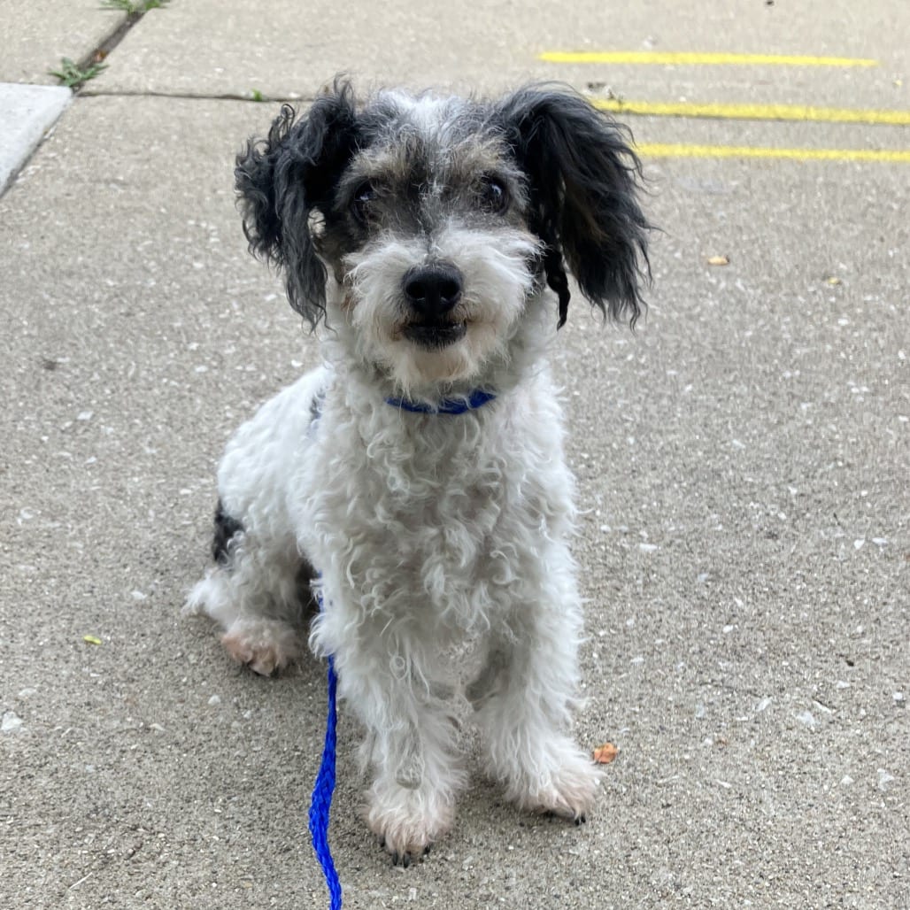 Photo of Ookie, adoptable senior Mixed Breed (Small) in Skokie, Illinois
