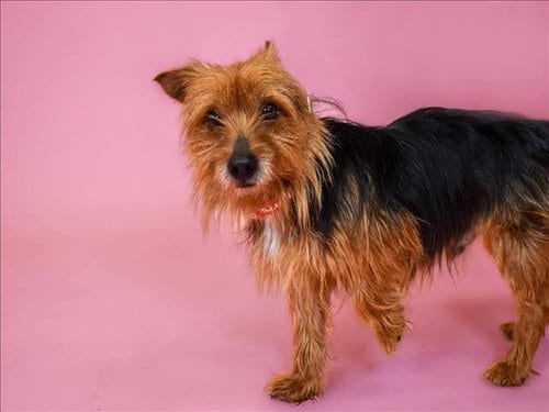 Photo of Lucky, adoptable senior Yorkshire Terrier Yorkie in West Palm Beach, Florida