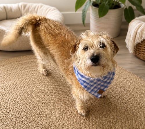 Photo of Jimi, adoptable senior Cairn Terrier in Phoenix, Arizona
