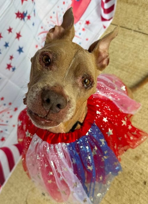 Photo of Baby Girl, adoptable senior American Pit Bull Terrier in Germantown, Ohio