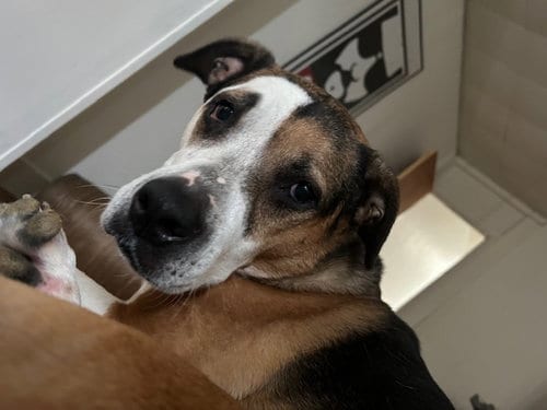 Photo of Ribeye, adoptable senior Pit Bull Terrier in Columbia, Maryland