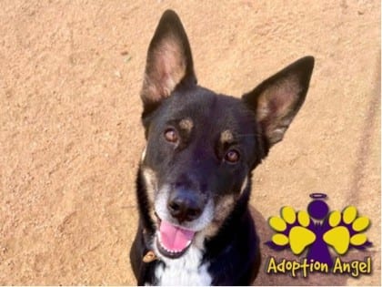 Photo of Gabby, adoptable senior dog in Georgetown, Texas