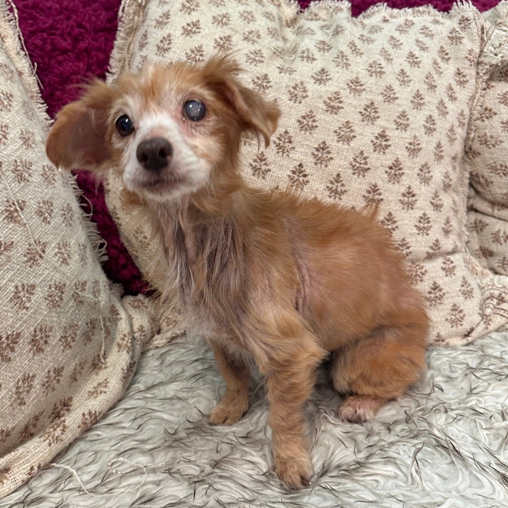 Photo of Estelle, adoptable senior Mixed Breed (Small) in San Francisco, California