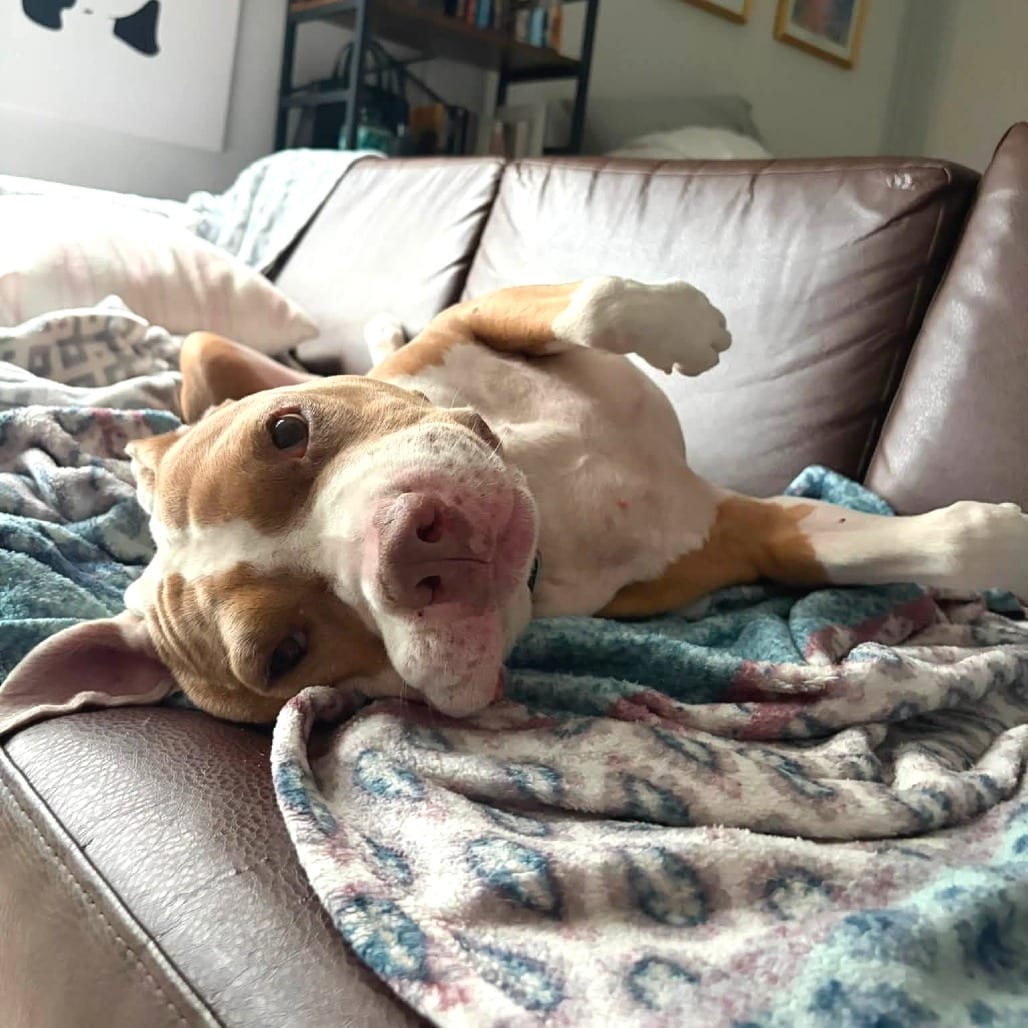 Photo of Lloyd, adoptable senior Mixed Breed (Medium) in Gainesville, Florida