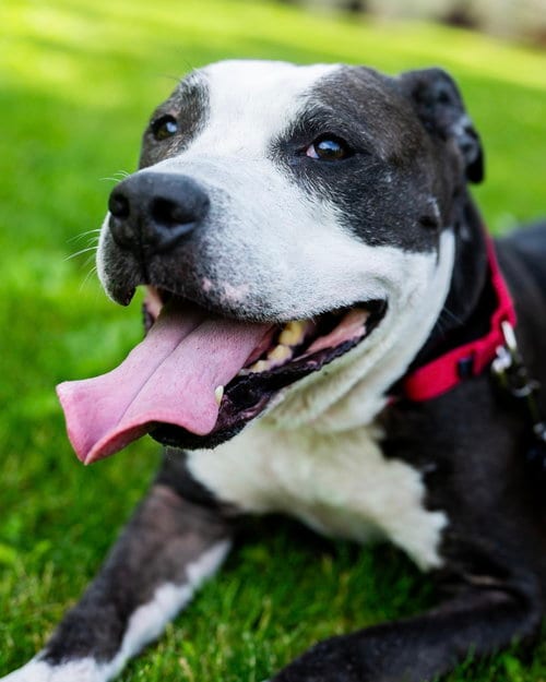 Photo of King (from NYC), adoptable senior American Pit Bull Terrier in Brewster, New York