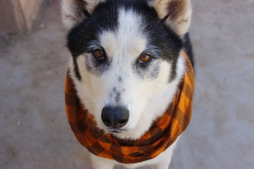 Koda, adoptable senior Siberian Husky in Cedar Crest, NM