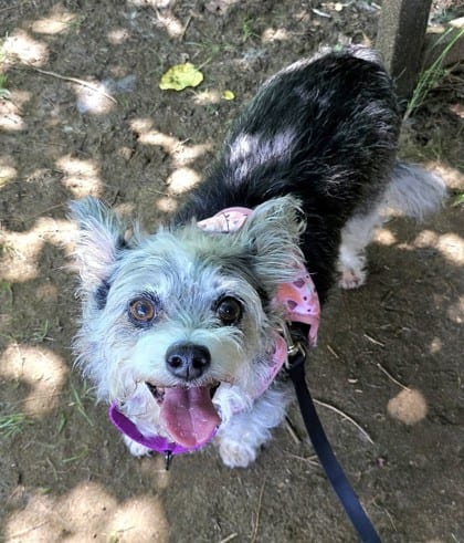 Photo of Rooney (with Zero), adoptable senior Schnauzer, Miniature/Mix in Annapolis, Maryland