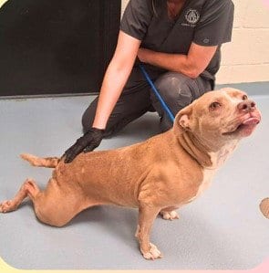 Photo of Lola, adoptable senior Labrador Retriever in Sheboygan, Wisconsin