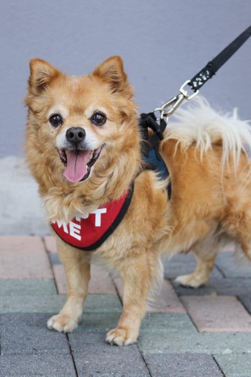 Photo of Darling Dexter, adoptable senior Pomeranian in Mission Viejo, California