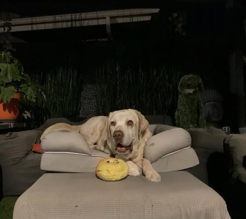 Photo of Franklin, adoptable senior Labrador Retriever in San Diego, California