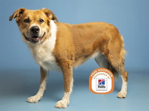 Photo of Minnie, adoptable senior Australian Shepherd in Phoenix, Arizona