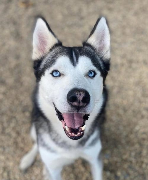 Blue, adoptable senior Siberian Husky in Matawan, NJ