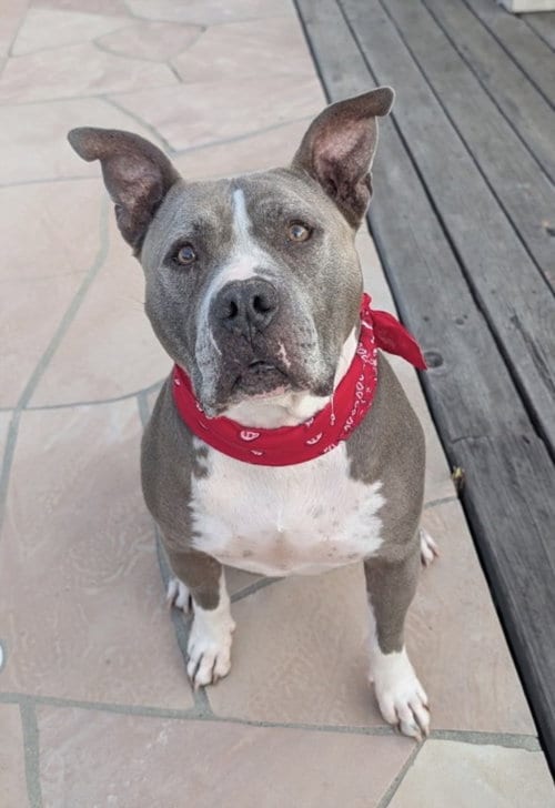 Photo of Bruin, adoptable senior American Pit Bull Terrier in San Pedro, California