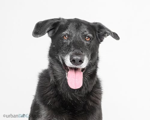 Photo of Ursa - F, adoptable senior Shepherd in Tampa, Florida