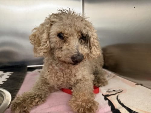 Photo of Frankie, adoptable senior Poodle (Miniature) in San Pedro, California
