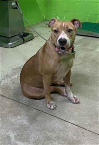 LADY, adoptable senior Bulldog in Green Cove Springs, FL
