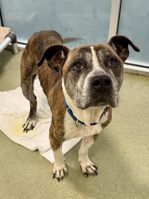 Photo of Sinbad, adoptable senior Pit Bull Terrier in Dallas, Texas