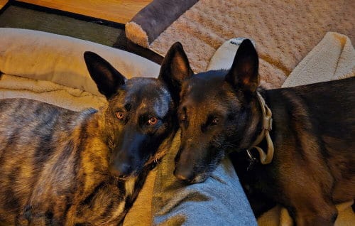 Photo of Ramsey- located in NM, adoptable senior Belgian Shepherd Malinois in Imlay City, Michigan