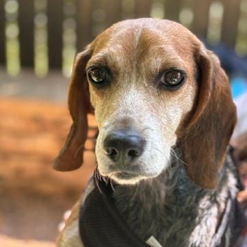 Photo of Marilyn, adoptable senior Beagle