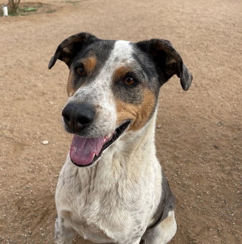 Bronson-, adoptable senior Catahoula Leopard Dog in Apple Valley, CA