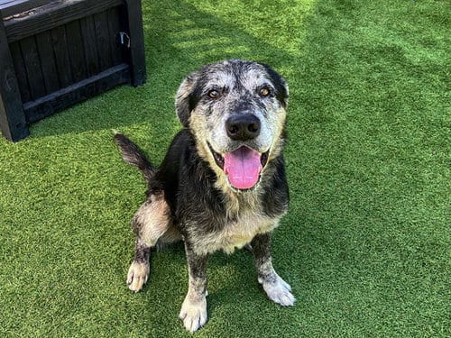 Photo of Derek, adoptable senior Catahoula Leopard Dog in Orange, California