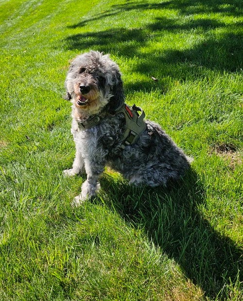 Photo of Marble, adoptable senior Australian Shepherd in Croydon, New Hampshire