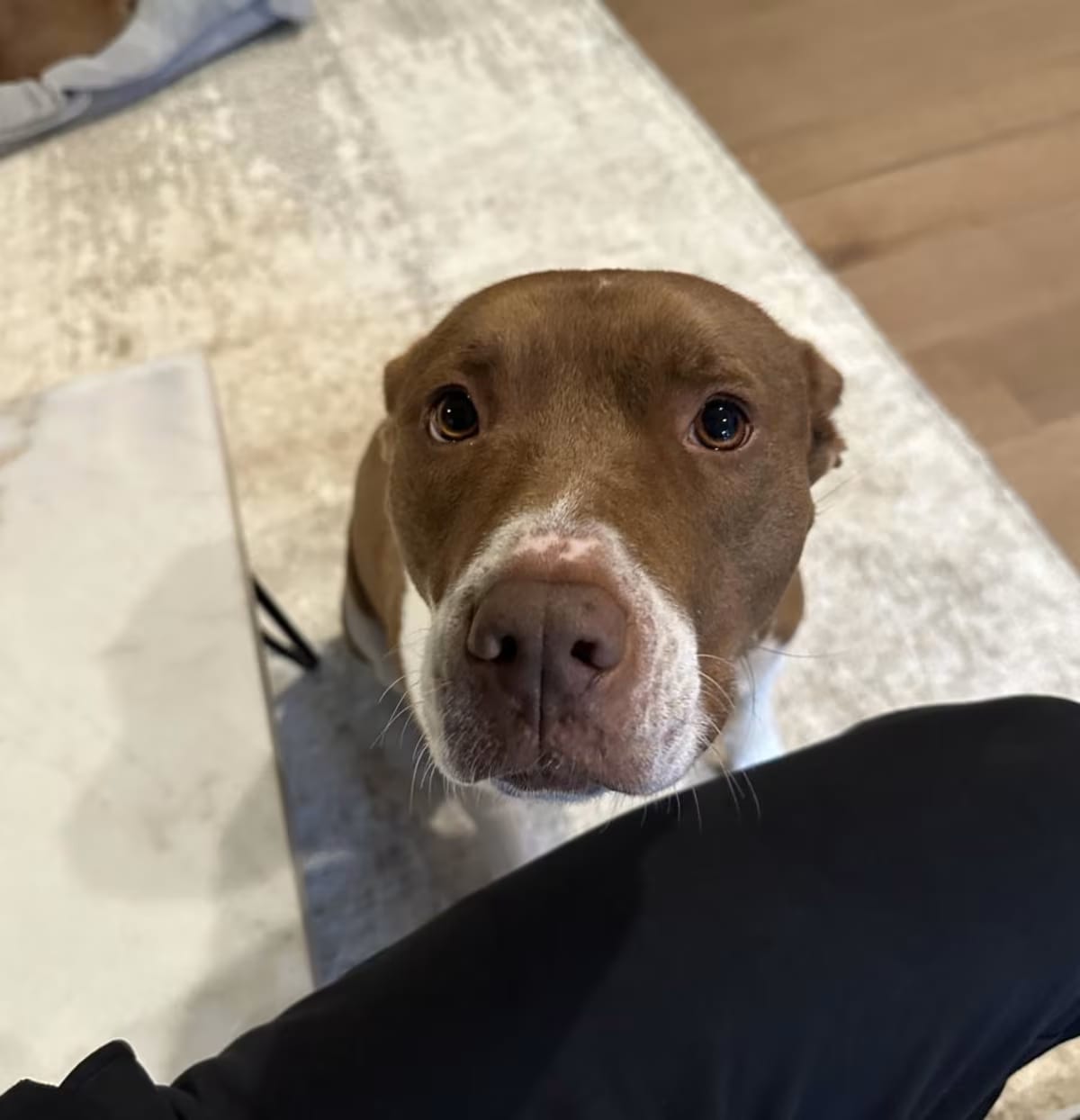 Photo of Kimber, adoptable senior American Pit Bull Terrier in Dallas, Texas