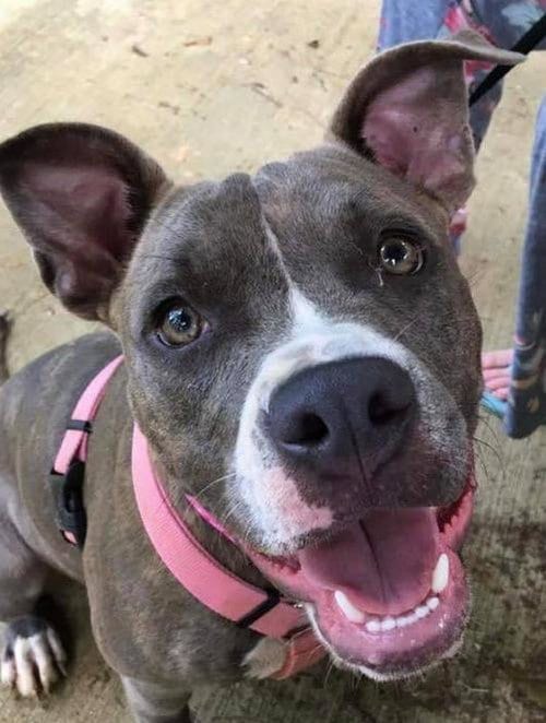 Ziggy (Reduced Rover), adoptable senior Staffordshire Bull Terrier in New Orleans, LA