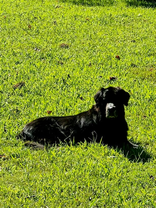 Photo of Vader - coming soon, adoptable senior Black Labrador Retriever in Sheboygan, Wisconsin