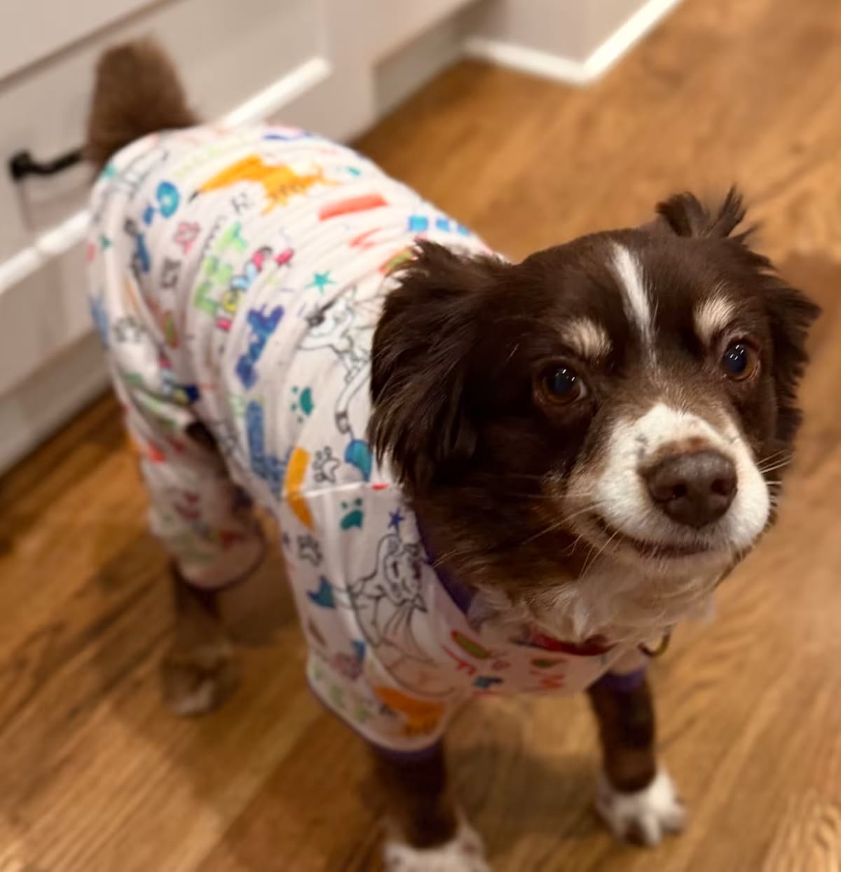 Photo of Auzie, adoptable senior Australian Shepherd in Shawnee, Kansas