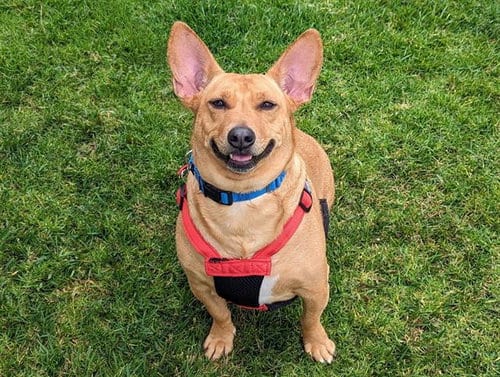 Photo of Minnow, adoptable senior Pembroke Welsh Corgi in San Clemente, California
